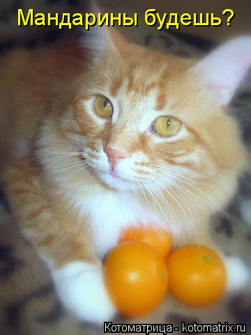 Котоматрица: Мандарины будешь?