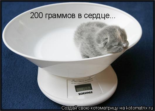 200 граммов в сердце...... Котоматрица: 200 граммов в сердце...