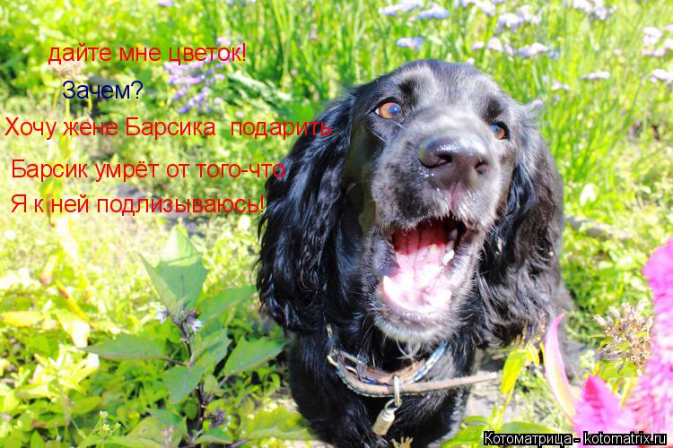 дайте мне цветок! Зачем? Хочу жене Барсика подарить Барсик умрёт от того-что Я к ней подлизываюсь!... Котоматрица: дайте мне цветок! Зачем? Хочу жене Барсика подарить Барсик умрёт от того-что Я к ней подлизываюсь!