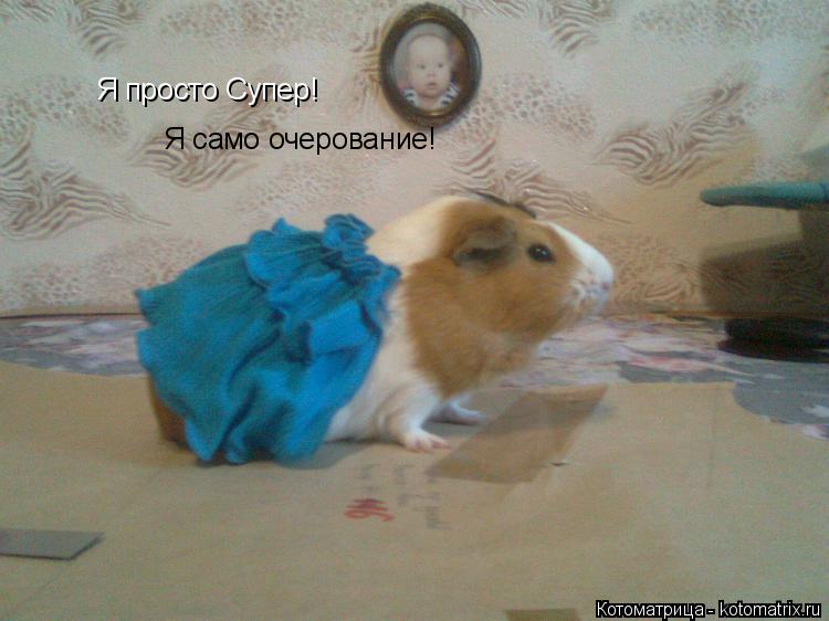 Котоматрица: Я просто Супер! Я само очерование!