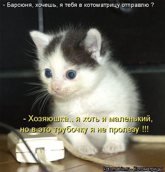 Котоматрица: - Барсюня, хочешь, я тебя в котоматрицу отправлю ? - Хозяюшка.. я хоть и маленький, но в это трубочку я не пролезу !!!