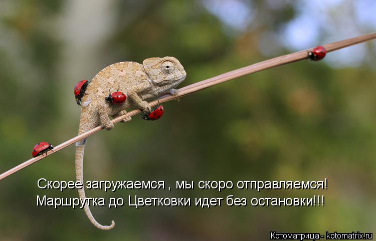 Скорее загружаемся , мы скоро отправляемся! Маршрутка до Цветковки идет без остановки!!!... Котоматрица: Скорее загружаемся , мы скоро отправляемся! Маршрутка до Цветковки идет без остановки!!!