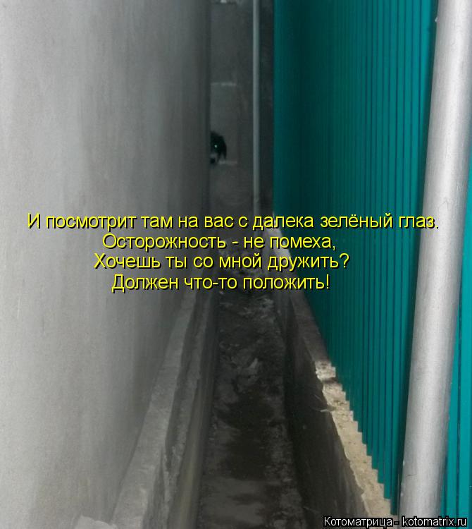 И посмотрит там на вас с далека зелёный глаз. Осторожность - не помеха, Хочешь ты со мной дружить? Д... Котоматрица: И посмотрит там на вас с далека зелёный глаз. Осторожность - не помеха, Хочешь ты со мной дружить? Должен что-то положить!