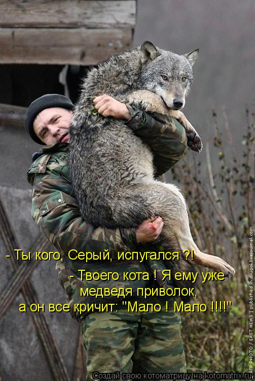 Котоматрица: - Ты кого, Серый, испугался ?! - Твоего кота ! Я ему уже медведя приволок, а он все кричит: "Мало ! Мало !!!!"