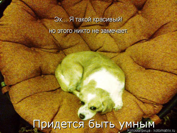 Эх... Я такой красивый! Эх... Я такой красивый! но этого никто не замечает. Придется быть умным... Котоматрица: Эх... Я такой красивый! Эх... Я такой красивый! но этого никто не замечает. Придется быть умным