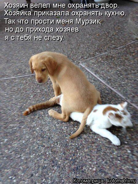 Хозяин велел мне охранять двор. Хозяйка приказала охранять кухню. Так что прости меня Мурзик, но до ... Котоматрица: Хозяин велел мне охранять двор. Хозяйка приказала охранять кухню. Так что прости меня Мурзик, но до прихода хозяев я с тебя не слезу.