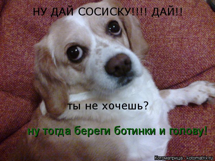 Котоматрица: НУ ДАЙ СОСИСКУ!!!! ДАЙ!! ты не хочешь? ну тогда береги ботинки и голову!