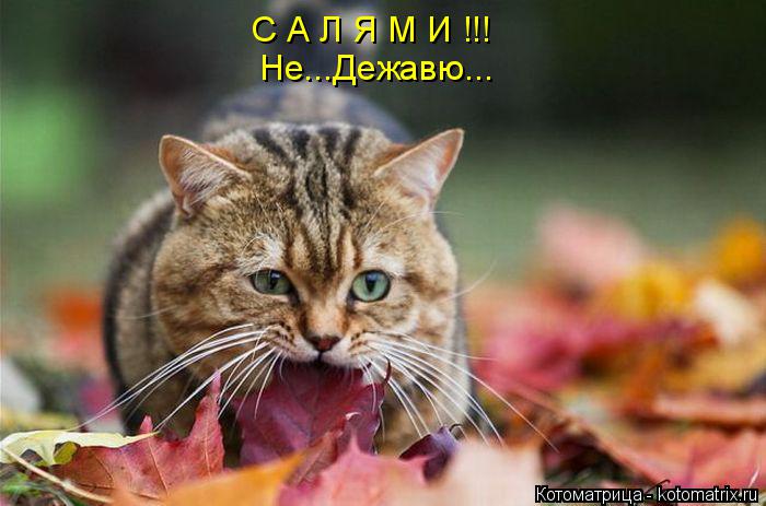 С А Л Я М И !!! Не...Дежавю...... Котоматрица: С А Л Я М И !!! Не...Дежавю...