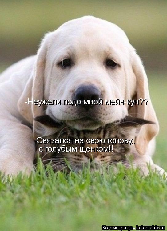 -Неужели подо мной мейн-кун?? -Связался на свою голову... с голубым щенком!!... Котоматрица: -Неужели подо мной мейн-кун?? -Связался на свою голову... с голубым щенком!!