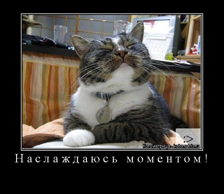 Наслаждаюсь моментом! ... Котоматрица: Наслаждаюсь моментом!