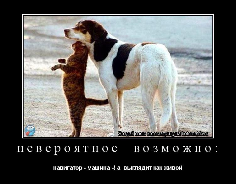 невероятное возможно: навигатор - машина -! а выглядит как живой... Котоматрица: невероятное возможно: навигатор - машина -! а выглядит как живой