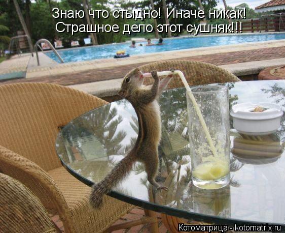 Котоматрица: Знаю что стыдно! Иначе никак! Страшное дело этот сушняк!!!