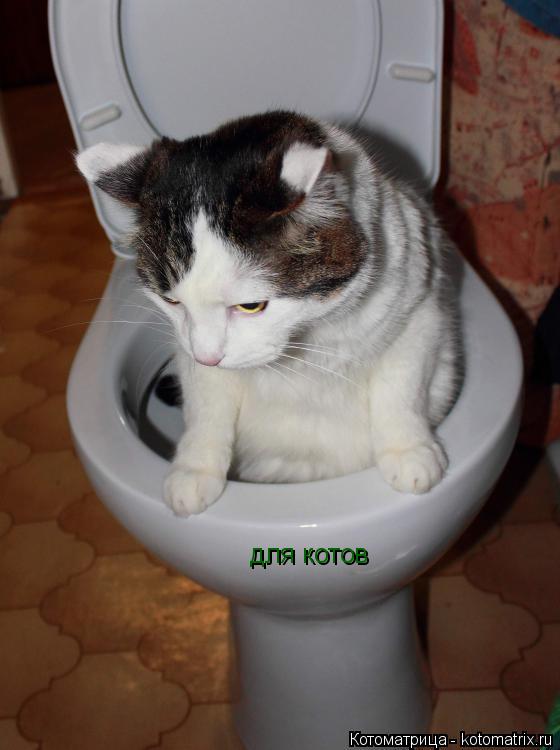 для котов... Котоматрица: для котов