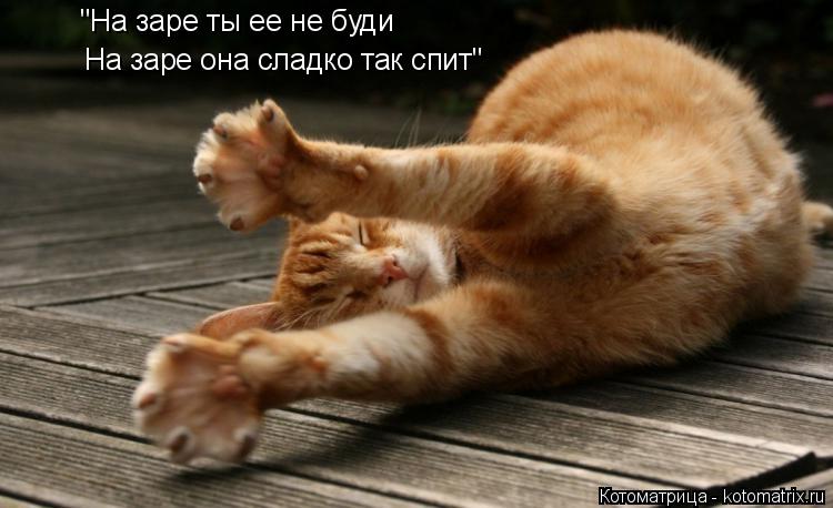Котоматрица: "На заре ты ее не буди На заре она сладко так спит"