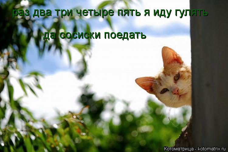 Котоматрица: раз два три четыре пять я иду гулять да сосиски поедать