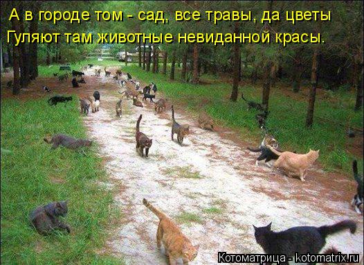 Котоматрица: А в городе том - сад, все травы, да цветы Гуляют там животные невиданной красы.