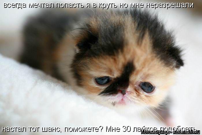 Котоматрица: всегда мечтал попасть я в круть но мне неразрешали настал тот шанс, поможете? Мне 30 лайков подобрать.
