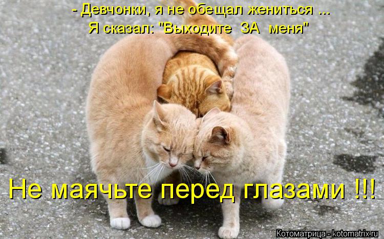 Котоматрица: - Девчонки, я не обещал жениться ... Я сказал: "Выходите  ЗА  меня" Не маячьте перед глазами !!!