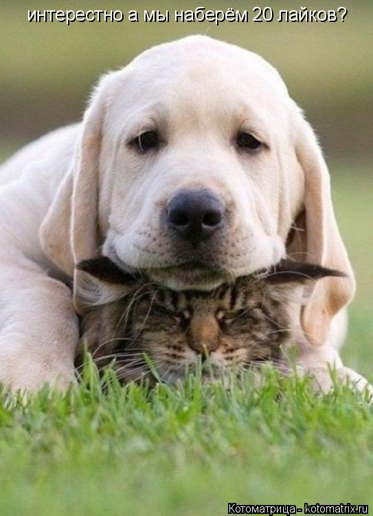 Котоматрица: интерестно а мы наберём 20 лайков?