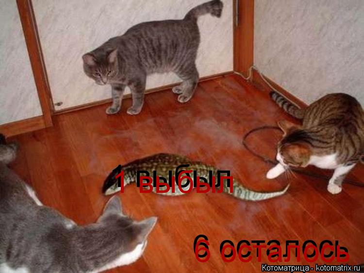 Котоматрица: 1 выбыл 6 осталось 6 осталось 1 выбыл