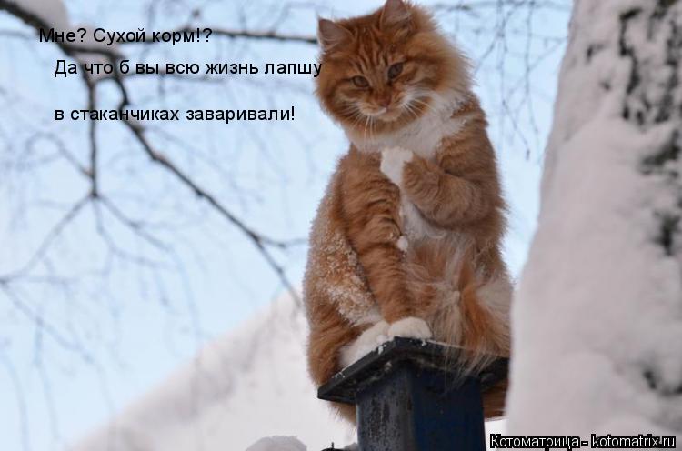 Котоматрица: Мне? Сухой корм!? Да что б вы всю жизнь лапшу в стаканчиках заваривали!