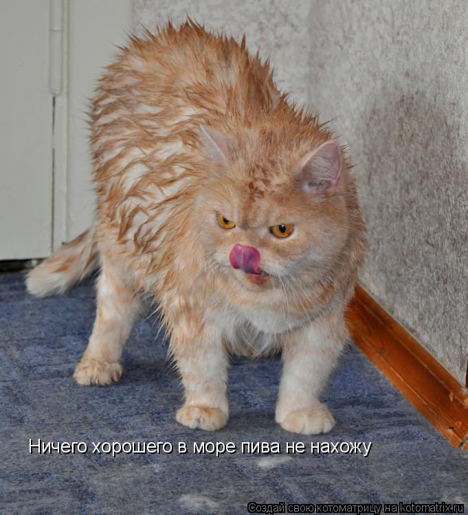 Котоматрица: Ничего хорошего в море пива не нахожу