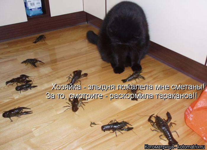 Хозяйка - злыдня пожалела мне сметаны! За то, смотрите - раскормила тараканов!!... Котоматрица: Хозяйка - злыдня пожалела мне сметаны! За то, смотрите - раскормила тараканов!!