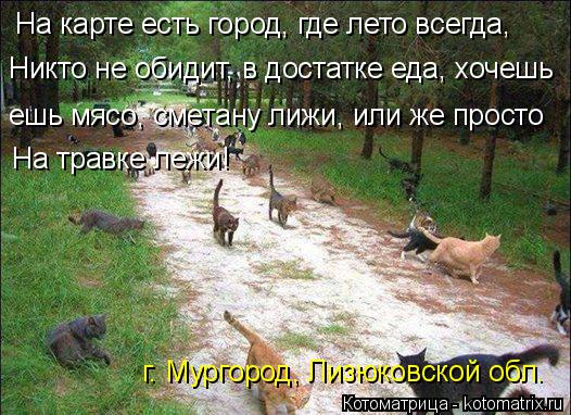 Котоматрица: На карте есть город, где лето всегда, Никто не обидит, в достатке еда, хочешь ешь мясо, сметану лижи, или же просто На травке лежи! г. Мургород, 