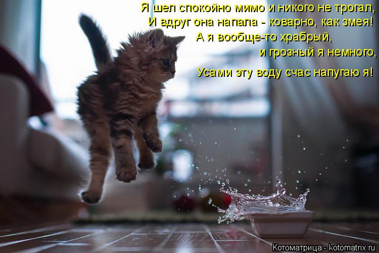 Котоматрица: Я шел спокойно мимо и никого не трогал, И вдруг она напала - коварно, как змея! А я вообще-то храбрый, и грозный я немного, Усами эту воду счас н