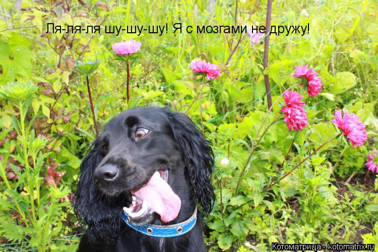 Котоматрица: Ля-ля-ля шу-шу-шу! Я с мозгами не дружу!