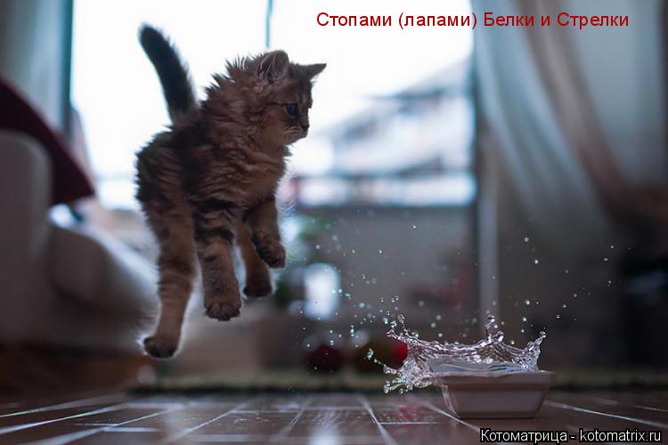 Стопами (лапами) Белки и Стрелки... Котоматрица: Стопами (лапами) Белки и Стрелки