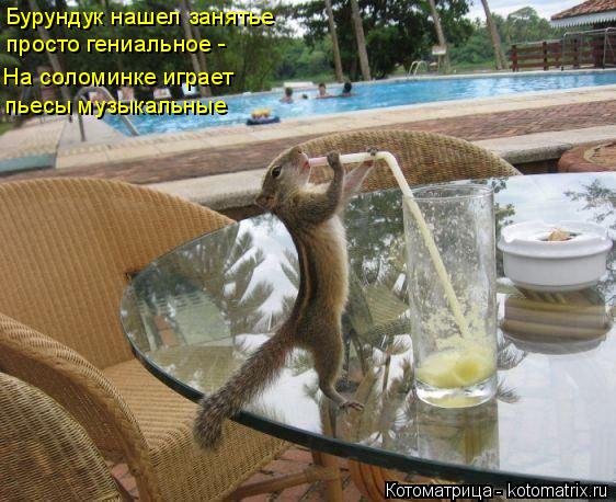 Котоматрица: Бурундук нашел занятье просто гениальное - На соломинке играет пьесы музыкальные