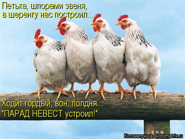 Котоматрица: Петька, шпорами звеня, в шеренгу нас построил... Ходит гордый, вон, полдня... "ПАРАД НЕВЕСТ устроил!"