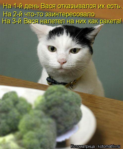Котоматрица: На 1-й день Вася отказывался их есть.. На 2-й что-то заинтересовало На 3-й Вася налетел на них как ракета!