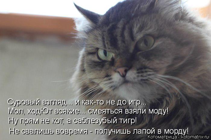 Суровый взгляд... и как-то не до игр... Мол, ходЮт всякие... смеяться взяли моду! Ну прям не кот, а с... Котоматрица: Суровый взгляд... и как-то не до игр... Мол, ходЮт всякие... смеяться взяли моду! Ну прям не кот, а саблезубый тигр! Не свалишь вовремя - получишь
