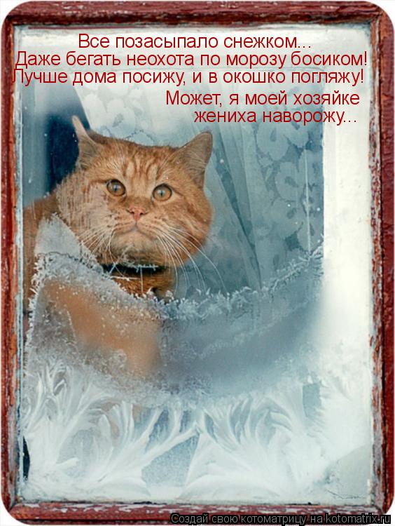 Котоматрица: жениха наворожу... Все позасыпало снежком... Даже бегать неохота по морозу босиком! Лучше дома посижу, и в окошко погляжу! Может, я моей хозяйк