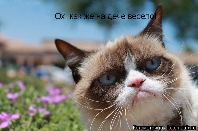 Ох, как же на дече весело!... Котоматрица: Ох, как же на дече весело!