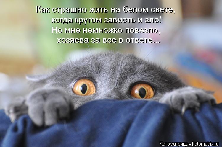 Котоматрица: Как страшно жить на белом свете,  когда кругом зависть и зло! Но мне немножко повезло,  хозяева за все в ответе...
