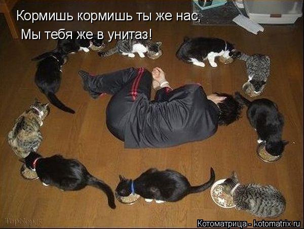 Котоматрица: Кормишь кормиш Кормишь кормишь ты же нас, Мы тебя же в унитаз!