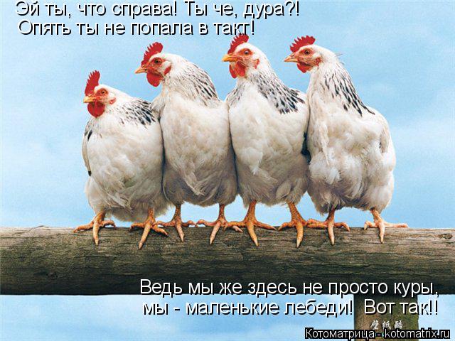 Котоматрица: Эй ты, что справа! Ты че, дура?! Опять ты не попала в такт! Ведь мы же здесь не просто куры, мы - маленькие лебеди!  Вот так!!