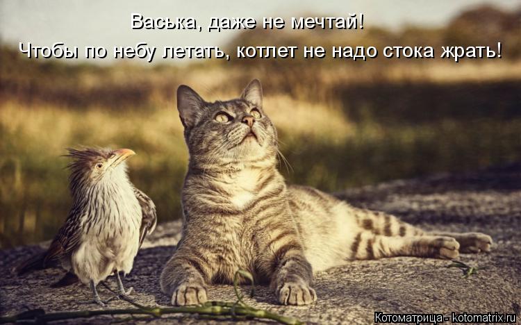 Котоматрица: Васька, даже не мечтай! Чтобы по небу летать, котлет не надо стока жрать!