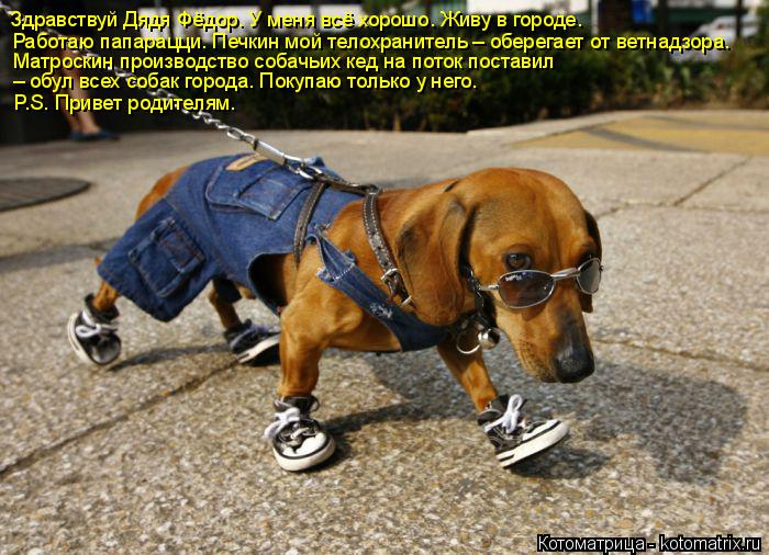 Котоматрица: Здравствуй Дядя Фёдор. У меня всё хорошо. Живу в городе.  Работаю папарацци. Печкин мой телохранитель – оберегает от ветнадзора.   Матроскин 