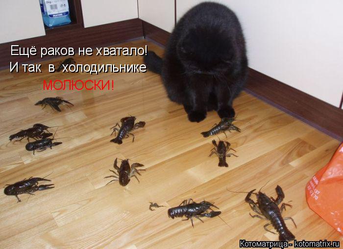 Котоматрица: Ещё раков не хватало! И так  в  холодильнике МОЛЮСКИ!