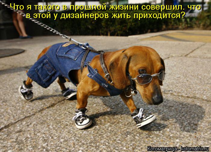 Котоматрица: Что я такого в прошлой жизини совершил. что в этой у дизайнеров жить приходится?