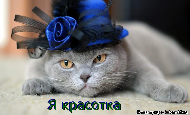 Котоматрица: Я красотка Я красотка