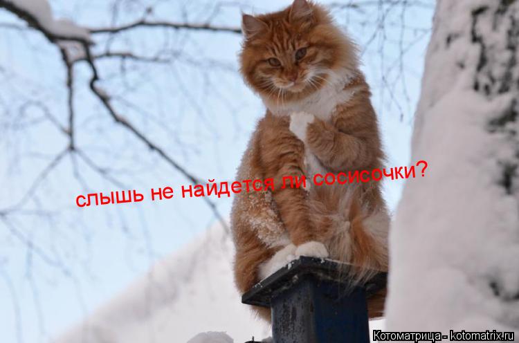 Котоматрица: слышь не найдется ли сосисочки?