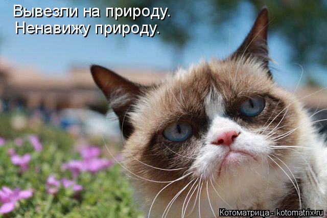 Котоматрица: Вывезли на природу. Ненавижу природу.