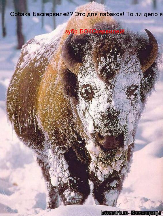 Собака Баскервилей? Это для лабаков! То ли дело я зубр БОКСкервилей!... Котоматрица: Собака Баскервилей? Это для лабаков! То ли дело я зубр БОКСкервилей!