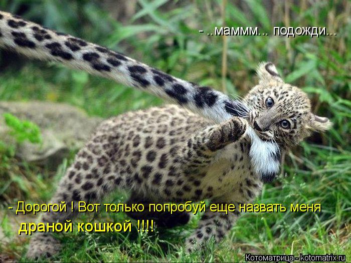 - ..маммм... подожди... - Дорогой ! Вот только попробуй еще назвать меня драной кошкой !!!!... Котоматрица: - ..маммм... подожди... - Дорогой ! Вот только попробуй еще назвать меня драной кошкой !!!!