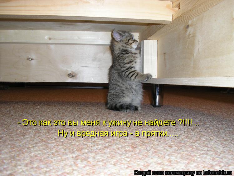 Котоматрица: - Это как это вы меня к ужину не найдете ?!!!!... Ну и вредная игра - в прятки.....